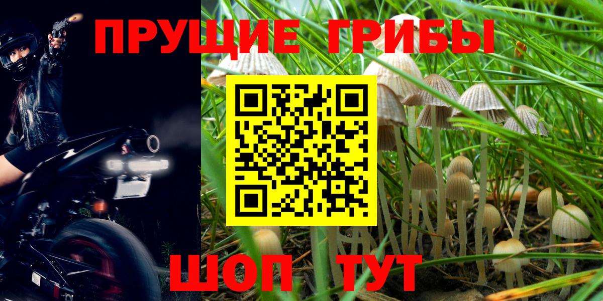 Галлюциногенные грибы мицелий  Галлюциногенные грибы Psilocybine cubensis  Долгопрудный 
